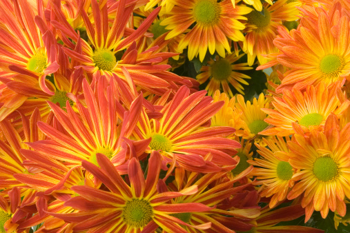 Autumn bunch of chrysanthemums, orange, red, and yellow blooming flower petals of a fall plant collection.