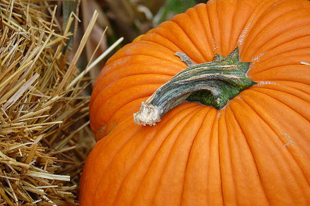 Pumpkin and Straw stock photo