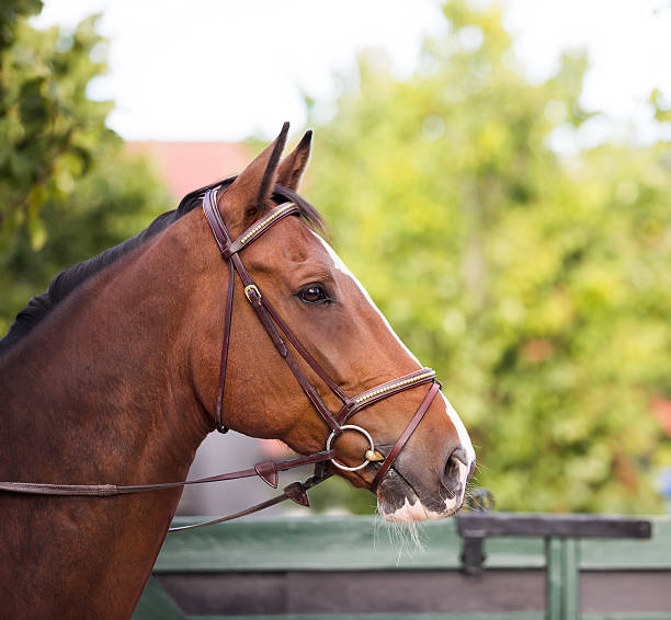 istock Horse portrait profile, Norway 171556935