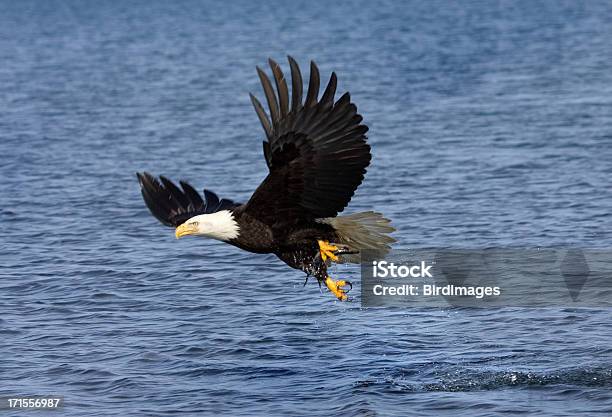 Foto de Águiapeixe Snatch Alasca e mais fotos de stock de Alasca - Estado dos EUA - Alasca - Estado dos EUA, Animais caçando, Destino turístico