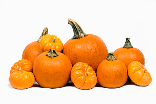 a bounty of large and small pumpkins on a white background