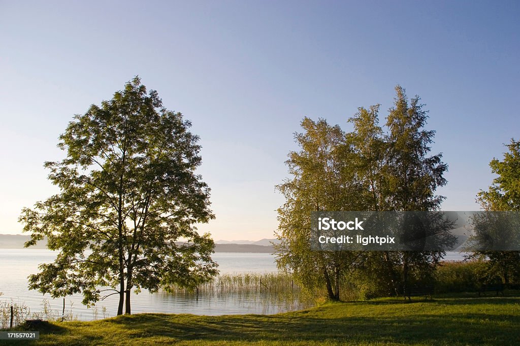 morning atmosphere several trees next to lake Agricultural Field Stock Photo