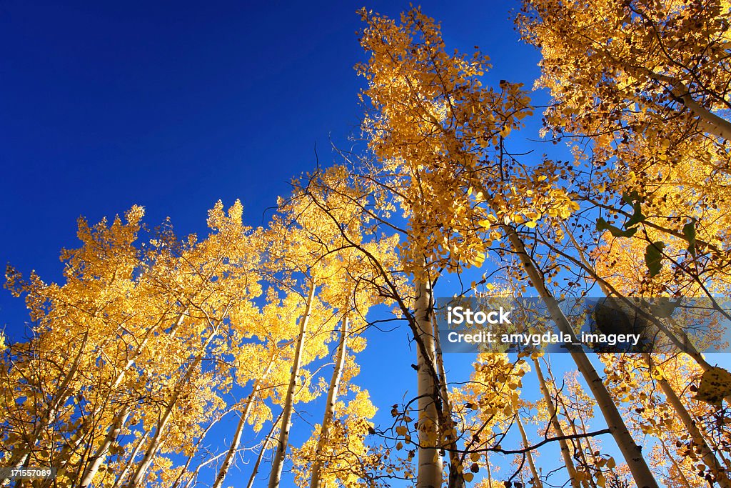 Otoño aspens - Foto de stock de Aire libre libre de derechos