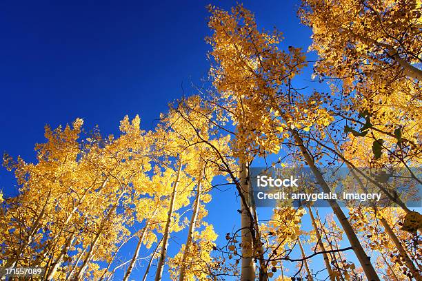 추절 Aspens 0명에 대한 스톡 사진 및 기타 이미지 - 0명, 가을, 계절