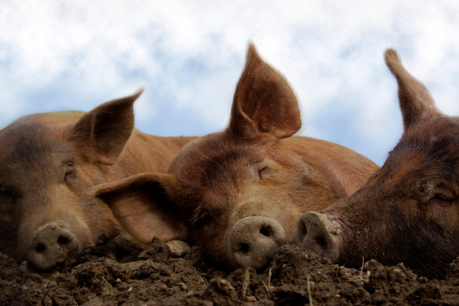 Closeup of hogs sleeping in the mud.