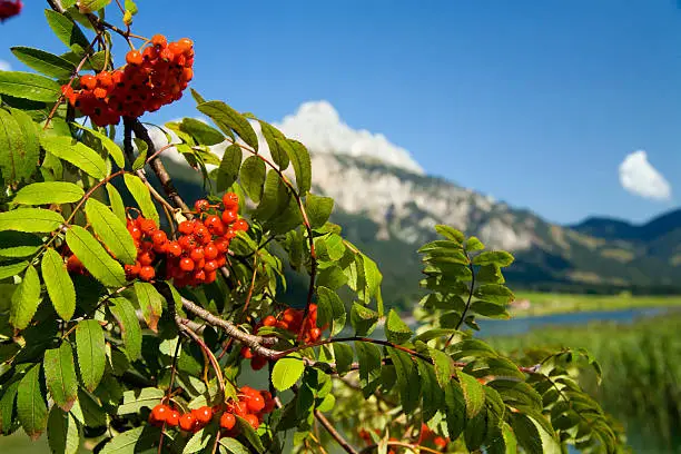Mountain ash in the Alps.