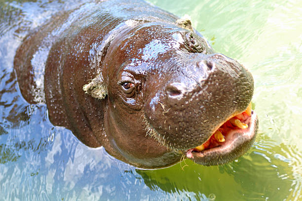 hippo "cute hippo is going to catch you.some motion blur on the opening mouth, the eyes are in sharp focus." broad catch stock pictures, royalty-free photos & images