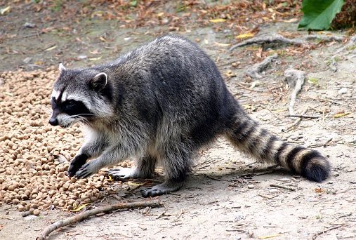 An adult raccoon and two babies on a tree limb.