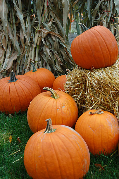 Awesome Autumn Pumpkins stock photo