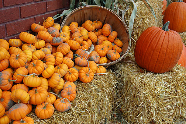 Autumn Harvest stock photo