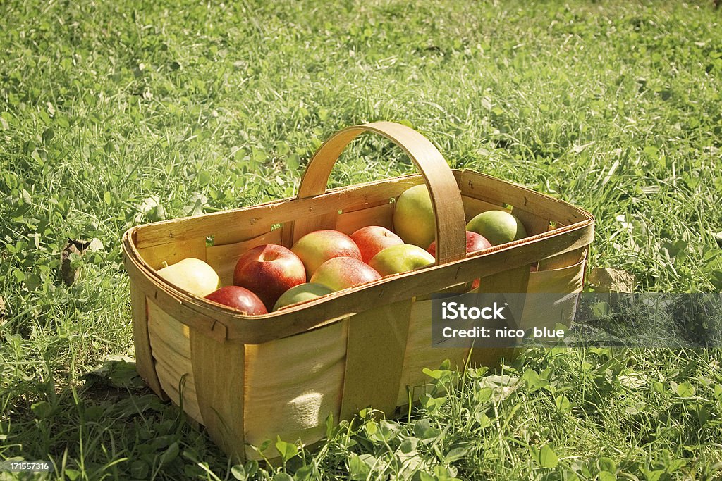 사과나무 픽킹 바스켓 - 로열티 프리 가을 스톡 사진