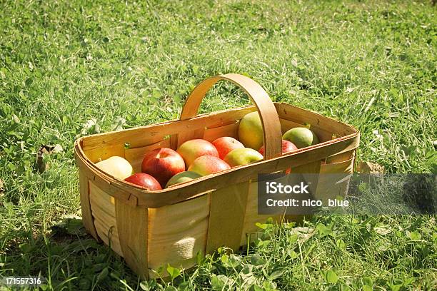 사과나무 픽킹 바스켓 가을에 대한 스톡 사진 및 기타 이미지 - 가을, 개념, 건강한 식생활