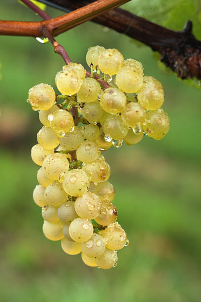 fresh grapes stock photo