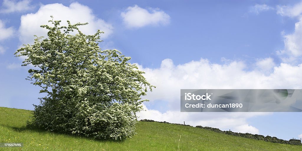 Crataegus Monogyna (Hawthorne)-дерево - Стоковые фото Англия роялти-фри