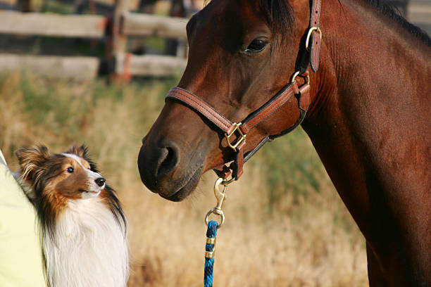perro y el pony - halter fotografías e imágenes de stock