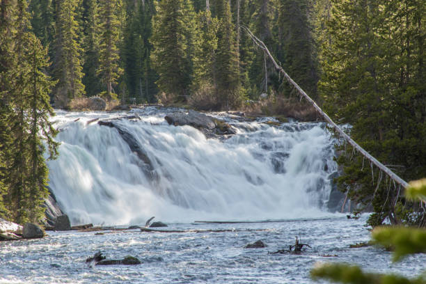 istock Scenic Waterfall Amidst Forest in Yellowstone National Park 1715576558