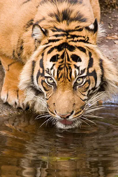 Photo of Tiger drinking water II