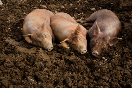 Three pigs in the mud