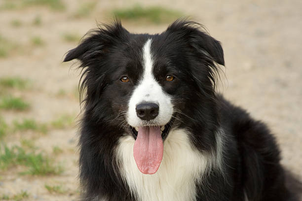 Collie di confine - foto stock