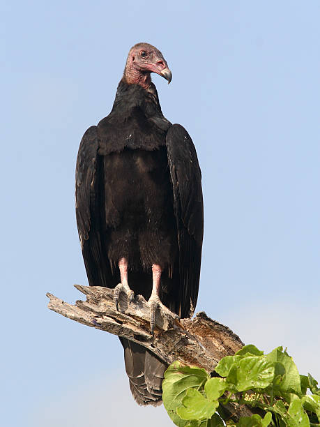 istock Turkey Vulture observing Surruondings 171557912