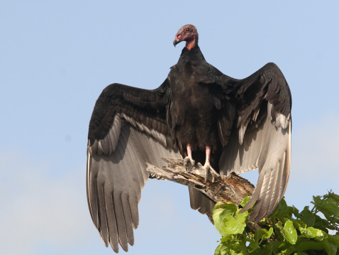 A turkey vulture spreading its wing to warm up in the morning sun.