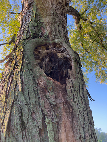 Silver Maple tree hollow