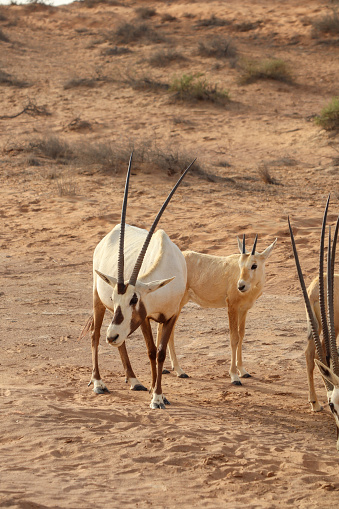 arabian oryx herd feeding on bushes in Ras al Khaima desert nature reserve in sand dunes