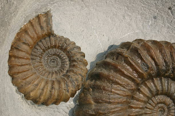 istock close up ammonite fossil view 171557993