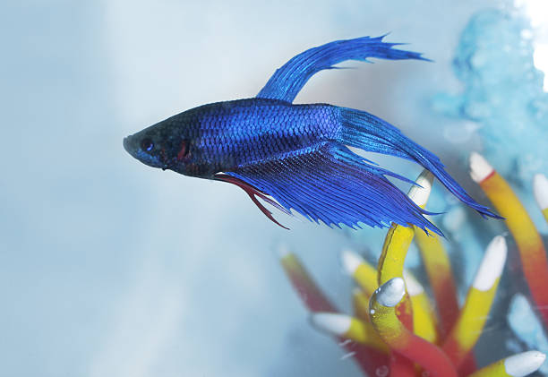 бойцовая рыбка - siamese fighting fish fish tank tropical climate fish стоковые фото и изображения