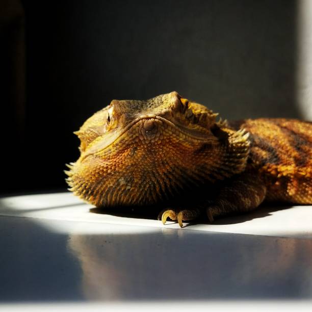 Bearded dragon Face of dragon giant bearded dragon stock pictures, royalty-free photos & images