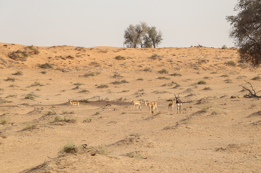 arabian oryx herd running in Ras al Khaima desert dunes in nature reserve at sunset