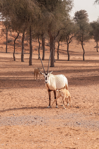 arabian oryx with calf baby feeding under bushes in Ras al Khaima desert nature reserve sand dunes