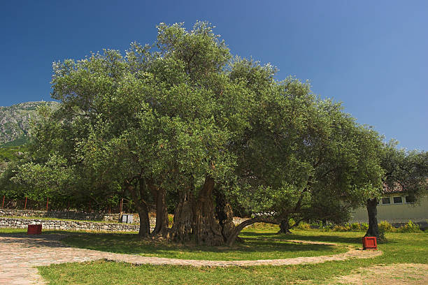 Old olive tree stock photo