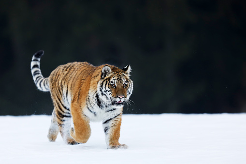 Siberian tiger in the winter. The tiger is walking slowly through the forest and staring into the distance. White snow highlights the orange color of its fur. Characteristic patterns and textures of fur are clearly visible.