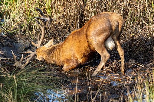 Red stag wallowing in muddy waters