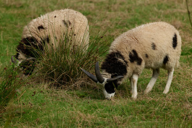 jakub owiec - jacob sheep zdjęcia i obrazy z banku zdjęć