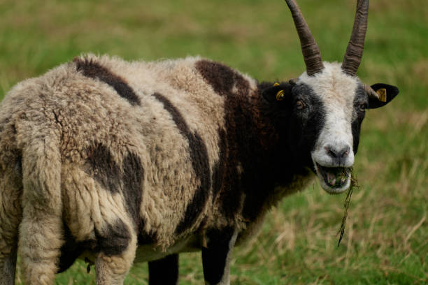 jakub owiec - jacob sheep zdjęcia i obrazy z banku zdjęć