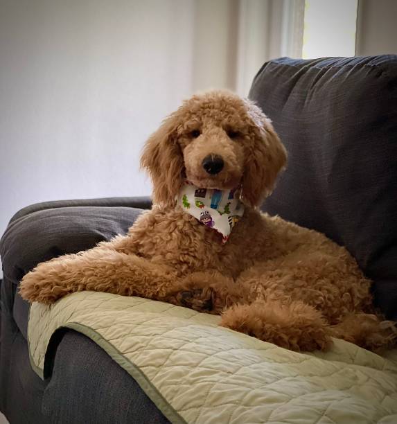 istock American Standard Poodle 1715611753