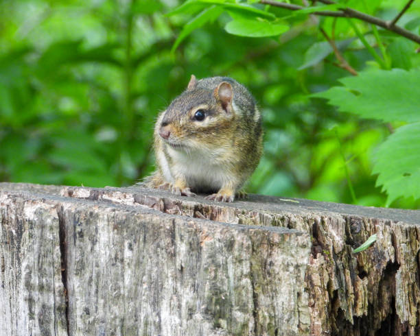 istock Eastern Chipmunk (Tamias striatus) Blending in with A Forest Woodland 1715612305