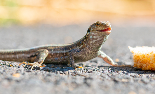 A young blue tailed five lined skink (Plestiodon fasciatus) rests on stick in forest.