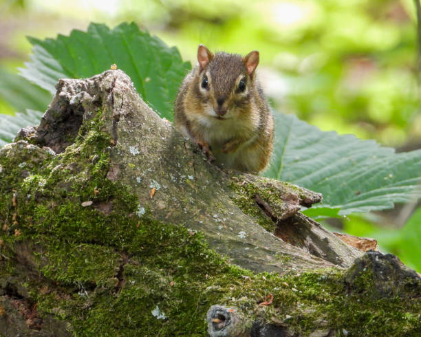 istock Eastern Chipmunk (Tamias striatus) Blending in with A Forest Woodland 1715614539