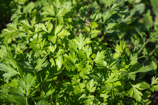 Proper nutrition. Vegetarian food. Parsley outdoors in the garden. Green background of parsley leaves, closeup top view.