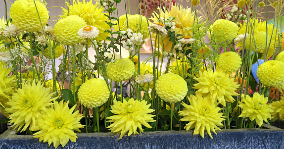 Yellow and white chrysanthemums with flowers of various sizes. Close-up of beautiful flowers. Taipei Chrysanthemum Exhibition.
