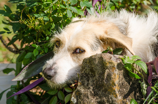 Portrait of a dog in the garden,summer