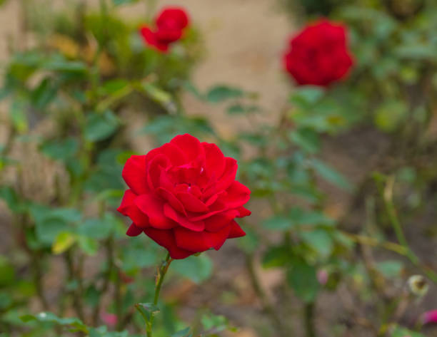 istock Red Rose Blossom Macro in Front of Park Bed 1715661917