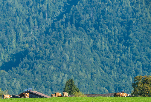 Rural Motifes Alps