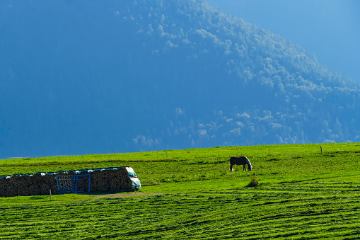 Horses on Mountain Pastures