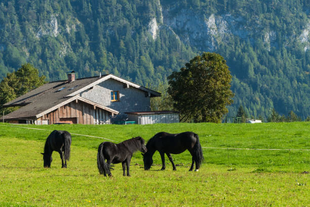 istock Black Ponies on Farmland Alps 1715669843