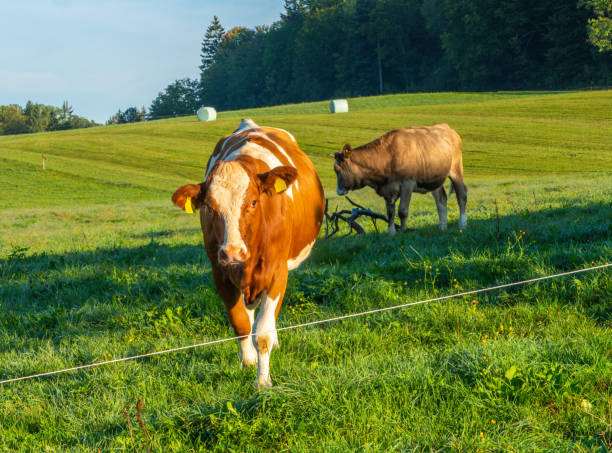 istock Walking Cow on alpine Pasture 1715671474