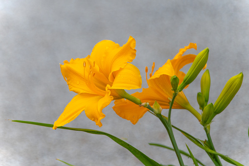 Freesia flower blooming against black background . The plants usually called \